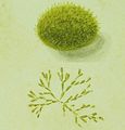 Tavola tratta da Biasoletto (1841)